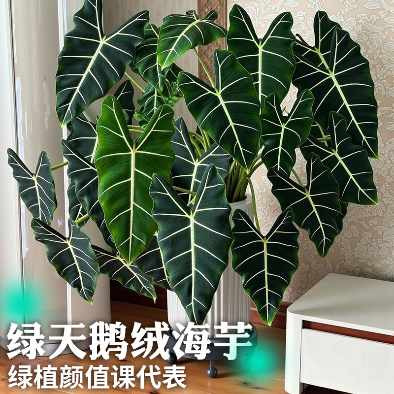 绿天鹅绒海芋北欧风热带观叶绿植