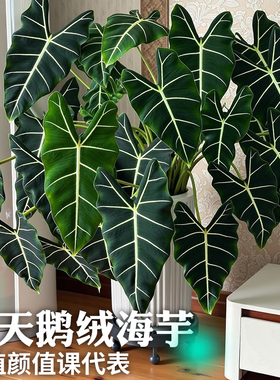 绿天鹅绒海芋室内客厅耐阴好养绿植盆栽北欧风热带观叶大叶植物