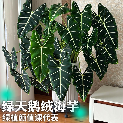 绿天鹅绒海芋北欧风热带观叶绿植