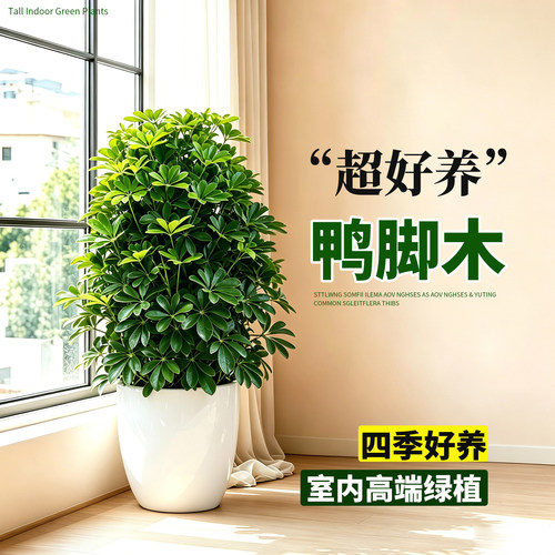 鸭脚木室内客厅大型绿植盆栽八方来财鸭掌木七叶莲好养招财发财树