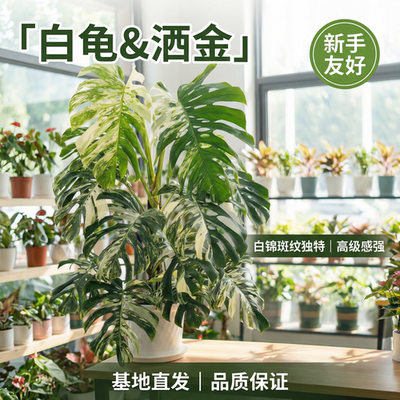 洒金龟背竹大颗室内耐阴黄锦观叶绿植盆栽白龟办公室老桩北欧绿植