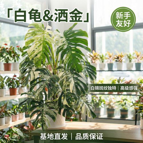 洒金龟背竹大颗室内耐阴黄锦观叶绿植盆栽白龟办公室老桩北欧绿植