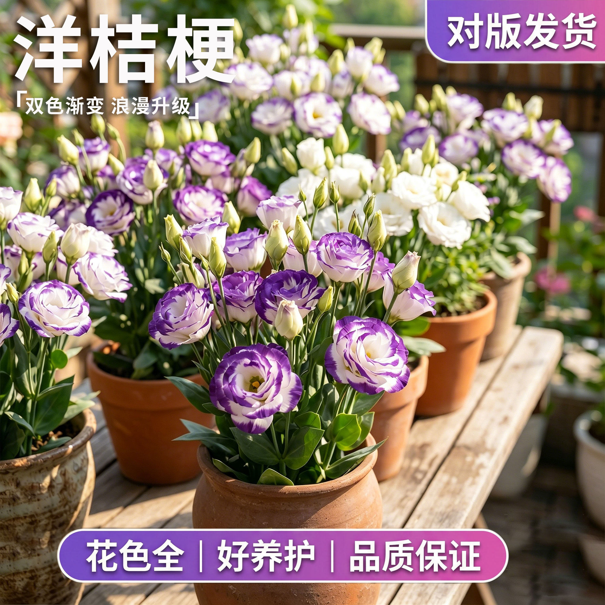 洋桔梗盆栽带花苞室内室外重瓣无刺洋玫瑰花大苗四季好养开花植物