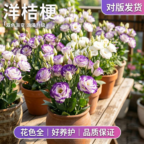 洋桔梗盆栽带花苞室内室外重瓣无刺洋玫瑰花大苗四季好养开花植物