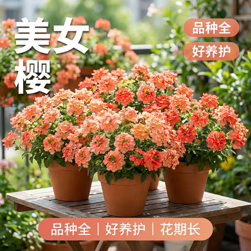 精品美女樱花苗多年生耐寒热阳台庭院好养开花植物美女樱盆栽大苗