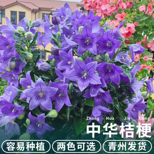 中华桔梗花苗带花苞多年生花卉
