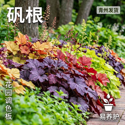 矾根盆栽花卉植物室内阳台好养活耐寒绿植庭院地被绿化花苗彩叶草