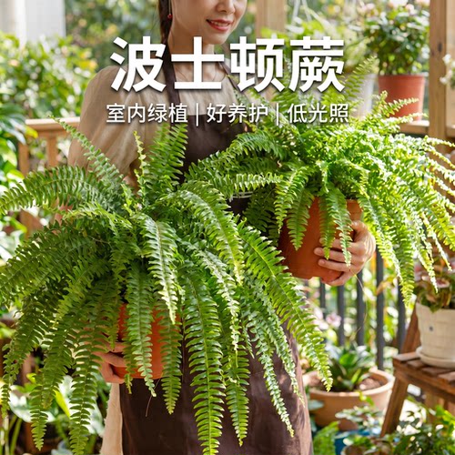 霸王蕨盆栽室内耐阴绿植盆载波士顿蕨长藤叶垂吊雨林绿植蕨类植物
