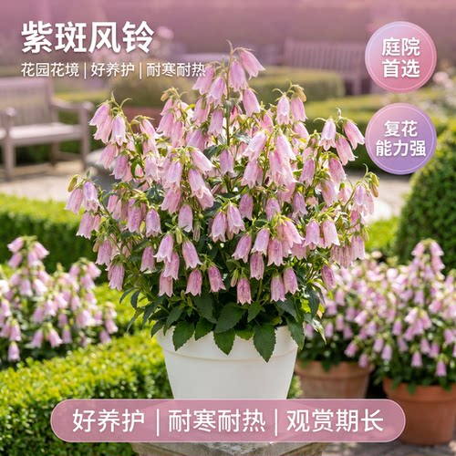 紫斑风铃草花苗阳台庭院开花花卉爆花垂吊风铃草耐寒耐热花镜植物