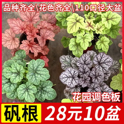 矾根盆栽阳台庭院耐寒地被花苗