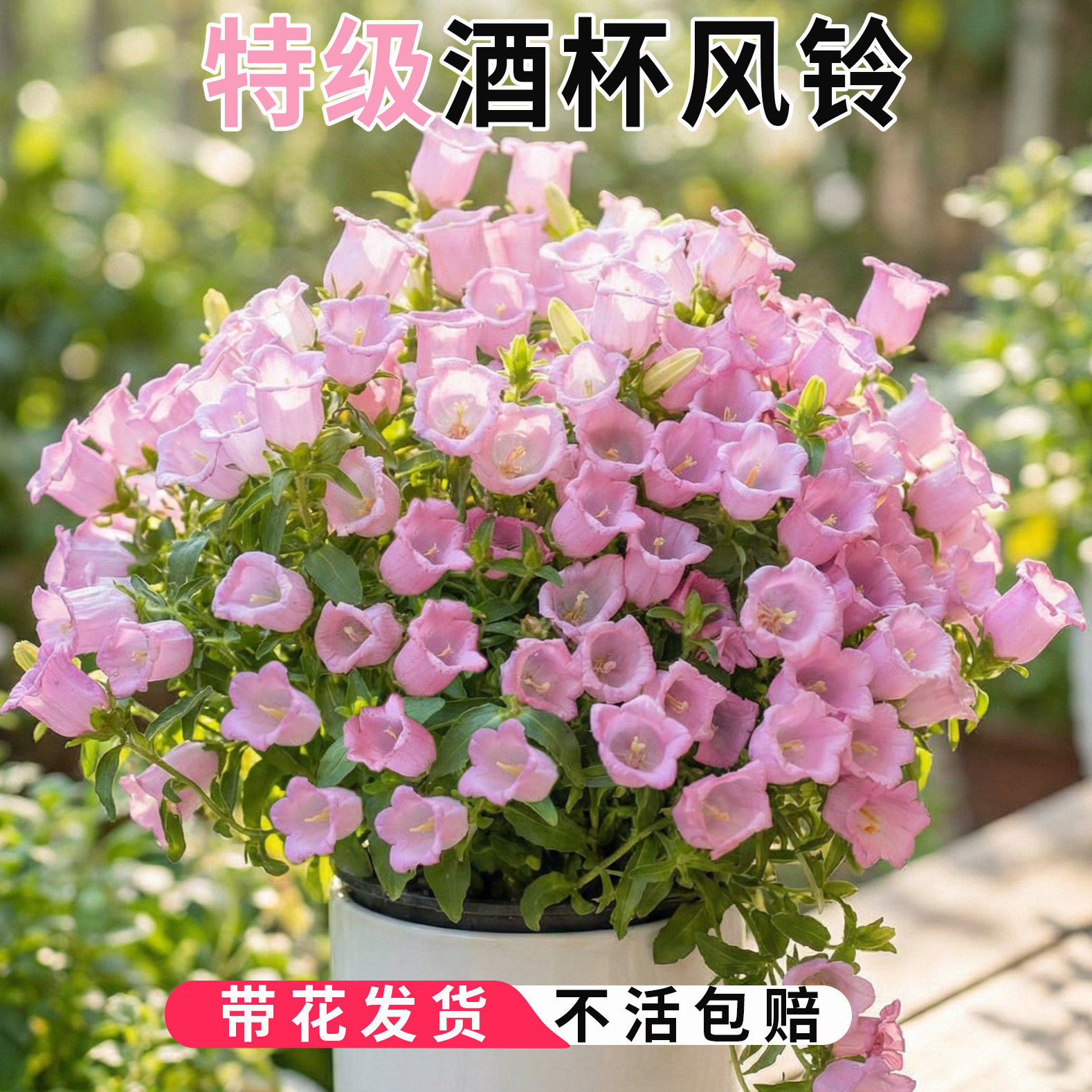 大花酒杯风铃花盆栽带花苞阳台庭院四季好养花卉植物风铃草易爆花