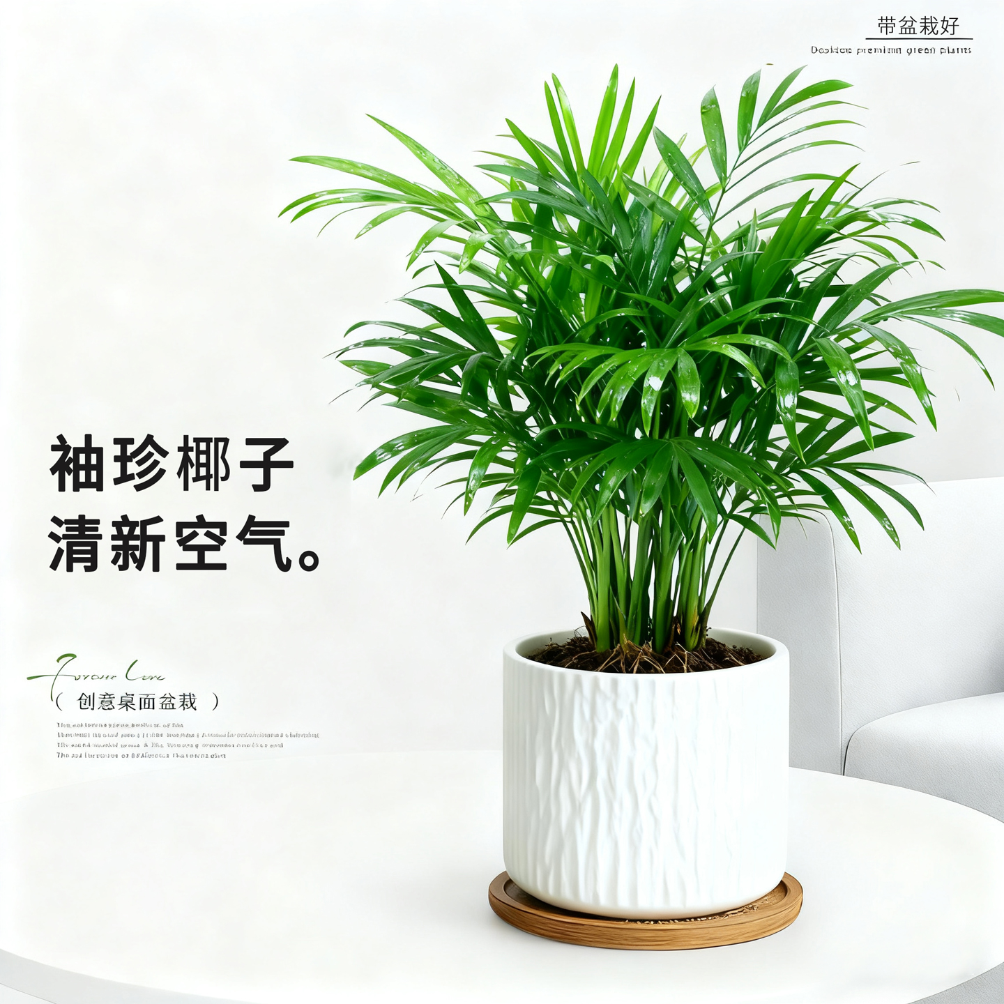 袖珍椰子树盆栽室内桌面绿植办公室招财富贵椰子四季常青懒人好养