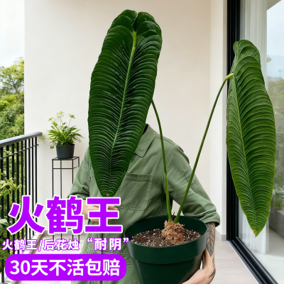 火鹤王花烛火鹤后盆栽室内绿植耐阴天南星科趣味观叶热带悬挂植物