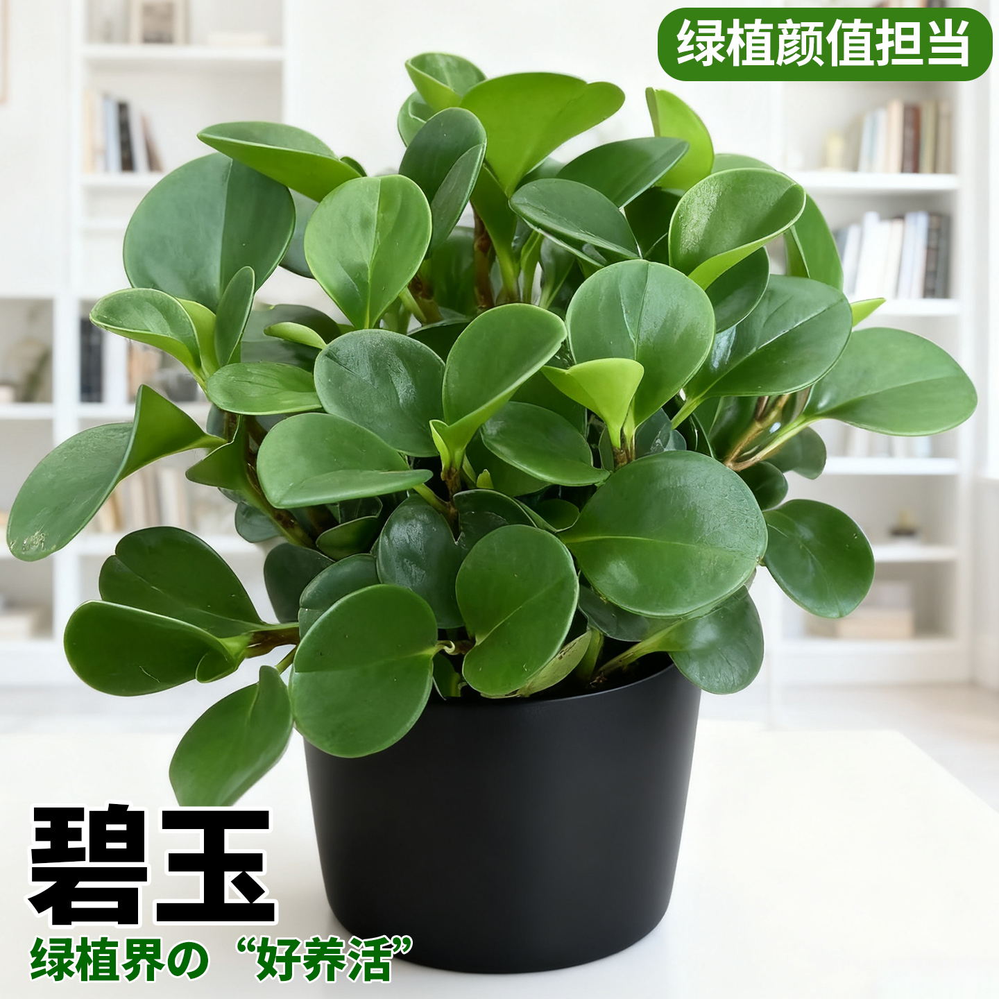 碧玉盆栽室内耐阴绿植盆景豆瓣绿客厅桌面小绿植四季常青净化空气