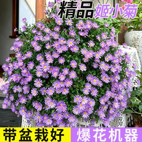 姬小菊盆栽带花苞阳台庭院四季爆花植物玛格丽特菊花花苗紫色雏菊