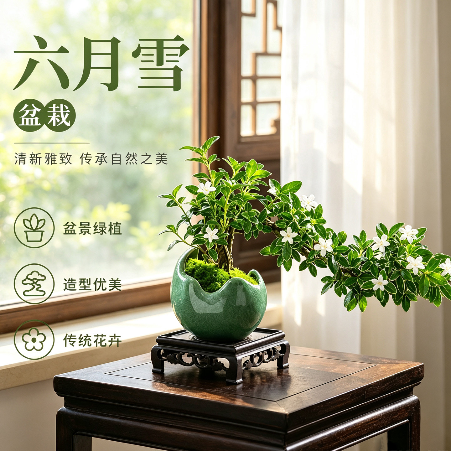 金边六月雪桌面造型盆栽苔藓球绿植茶几办公桌禅意微景观盆景摆件图片