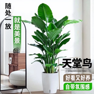 天堂鸟盆栽客厅大型绿植办公室大叶鹤望兰盆栽室内天堂鸟观叶植物