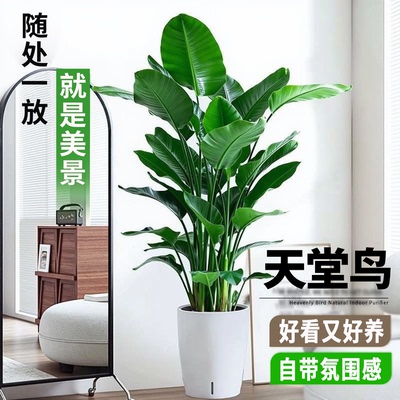 天堂鸟盆栽大型观叶绿植室内植物