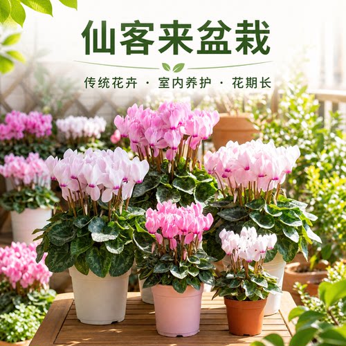 仙客来盆栽带花室内阳台四季开花植物维多利亚重瓣年宵花好养花苗