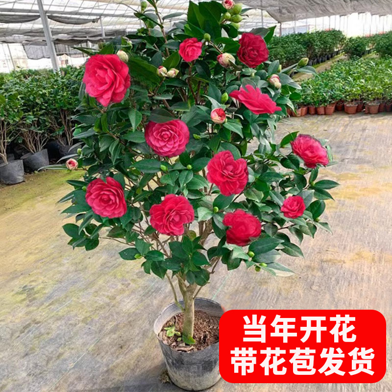 红赤丹茶花盆栽带花苞发当年开花