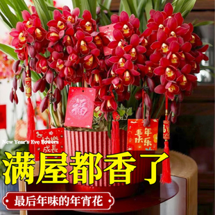 精品大花蕙兰盆栽带花苞花剑年宵花春节客厅花卉兰花盆栽耐寒花卉