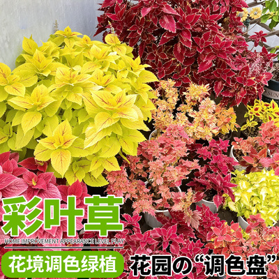 金边红叶彩叶草盆栽四季五彩观叶