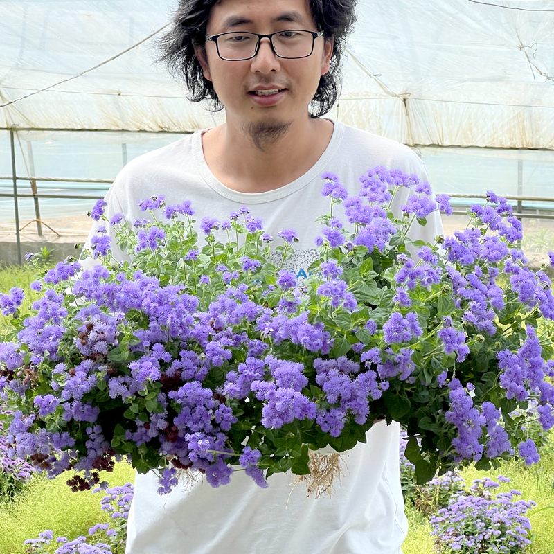 藿香蓟花苗桌面小花卉盆栽庭院杀虫驱蚊植物好养活的时令草本花卉