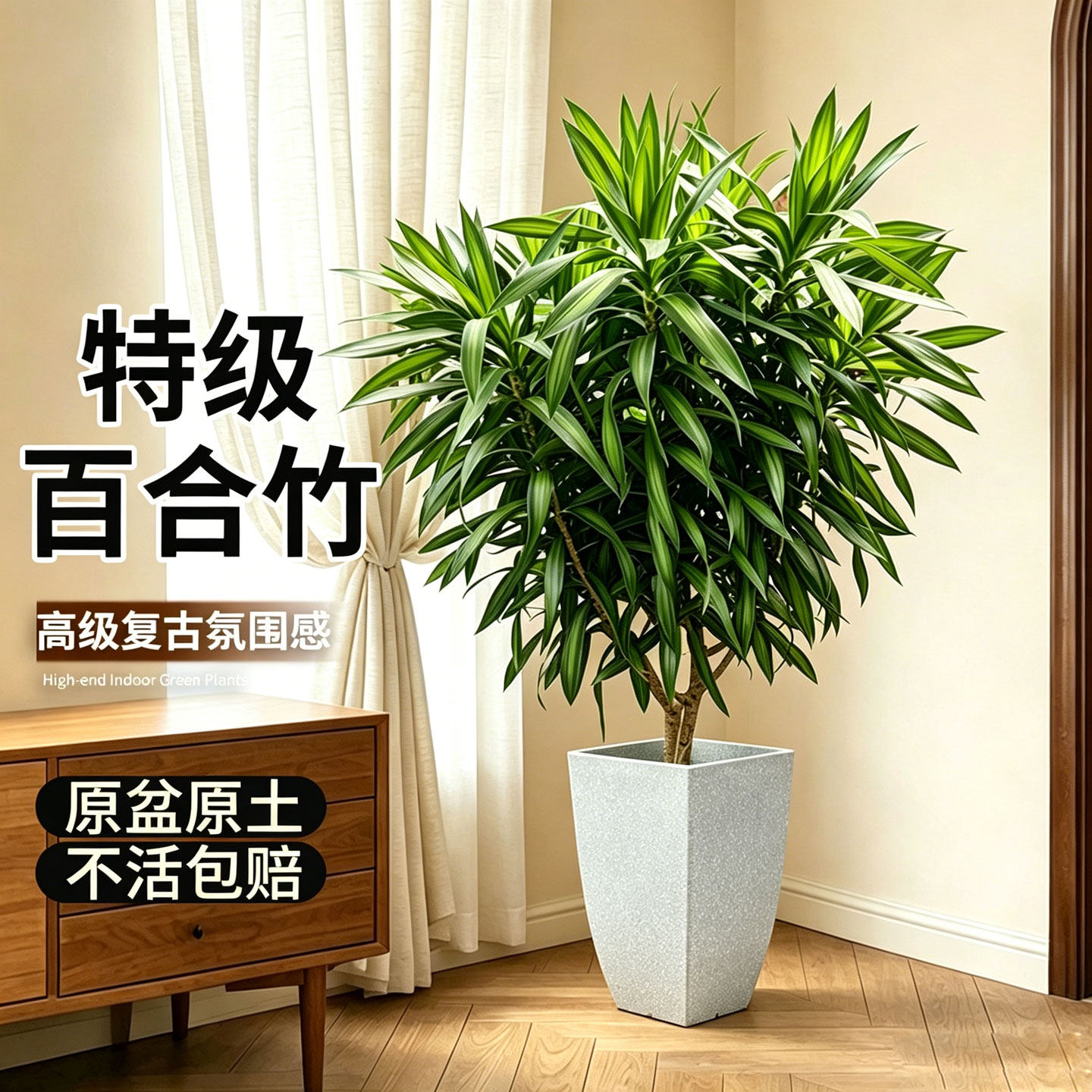 金心百合竹盆栽水培土培四季好养植物室内高级感绿植旺宅造型植物图片