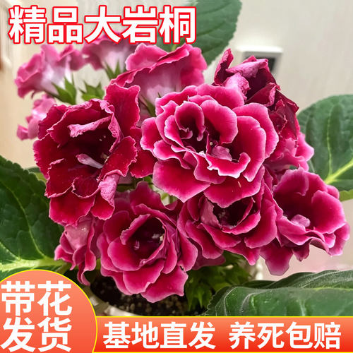 大岩桐重瓣大花苗室内阳台四季好养富贵芙蓉花盆栽带花苞基地直发