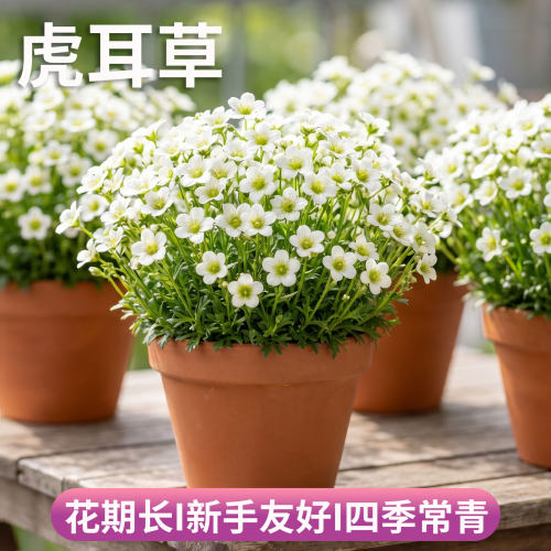 高山虎耳草盆栽带花苞岩生迷你姬虎耳 阳台盆栽花卉时令花草好养