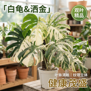 白锦龟背竹洒金龟背竹热带锦化热植盆栽耐阴大棵客厅室内大型绿植