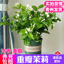 重瓣茉莉花苗盆栽带花苞笔尖茉莉巴西虎头茉莉室内浓香型驱蚊植物