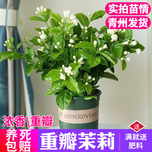 重瓣茉莉花苗盆栽带花苞老桩驱蚊