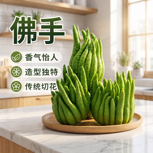 云南现摘佛手柑带枝鲜果室内清供摆件天然香薰闻香可食用盆栽大果