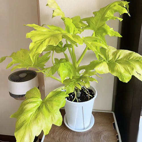 黄金春羽室内绿植盆栽观叶植物