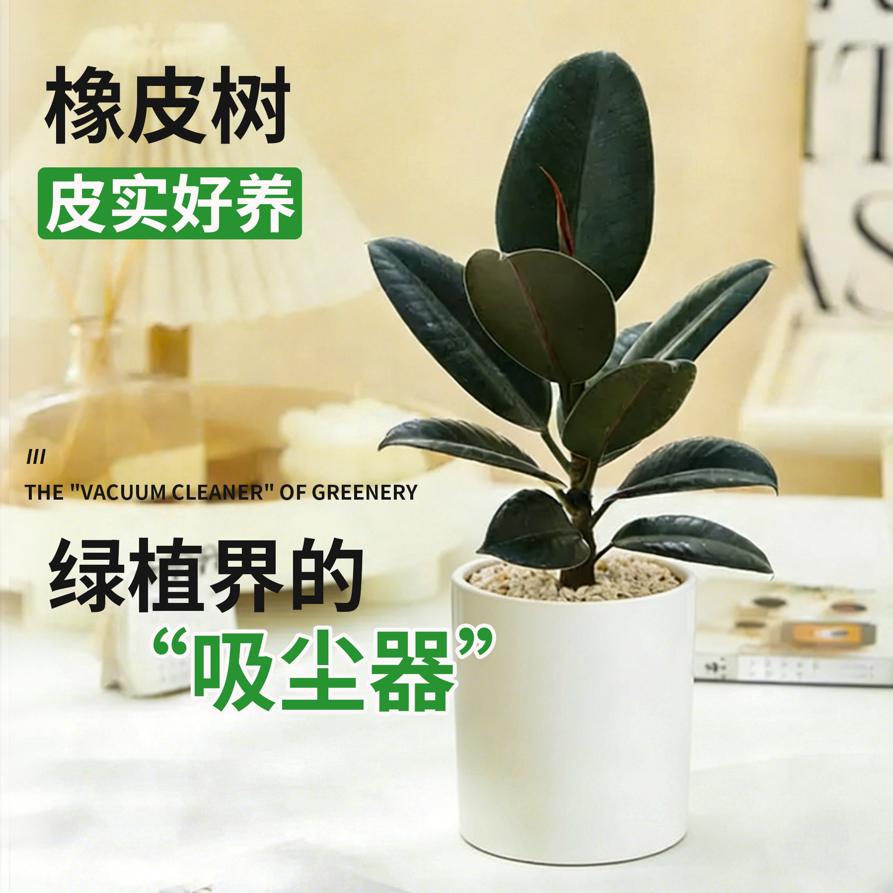 黑金刚橡皮树盆栽室内耐阴桌面绿植四季好养活橡胶树植物净化空气 - 实物图