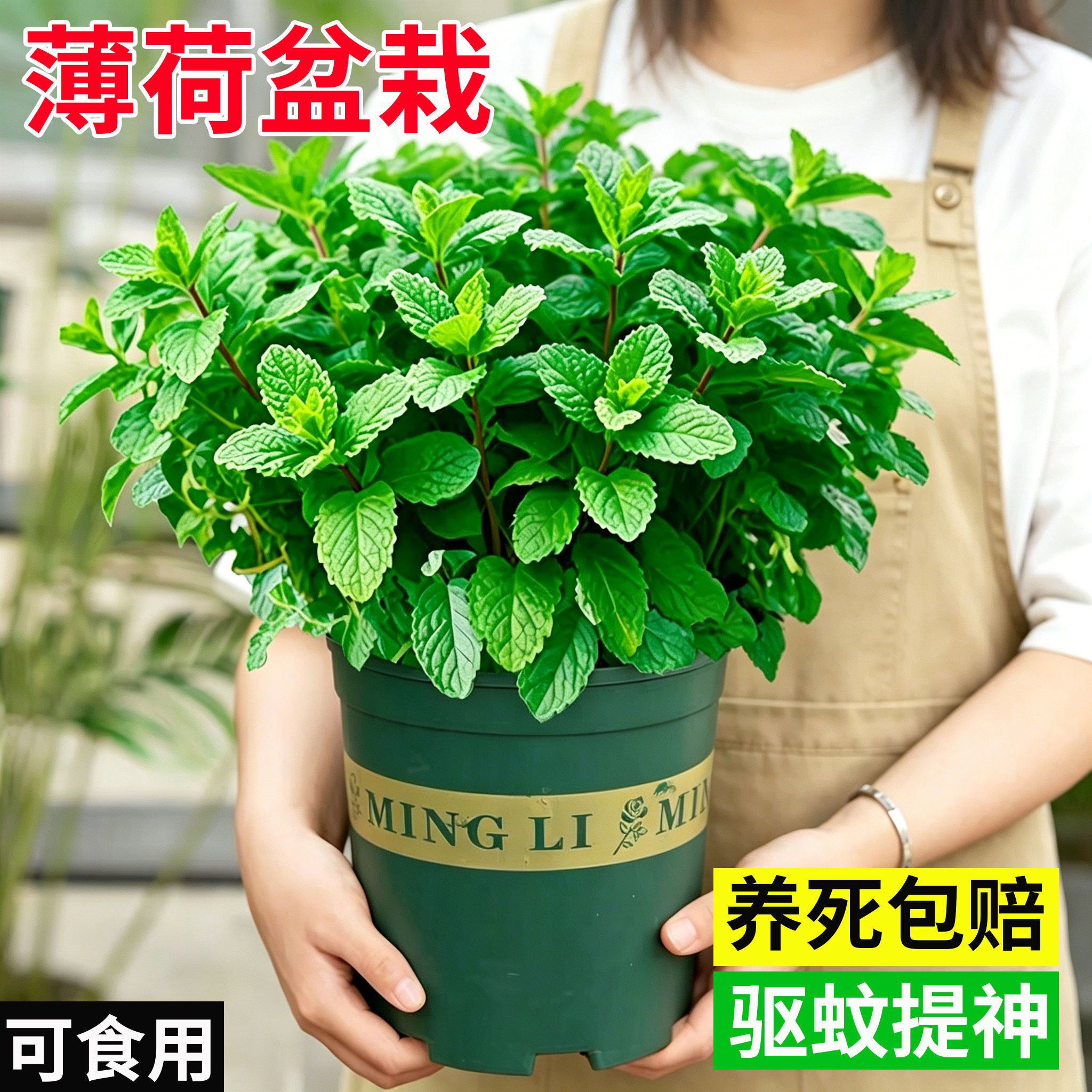 薄荷盆栽可食用留兰香薄荷叶迷迭香室内庭院驱蚊植物桌面绿植大苗图片