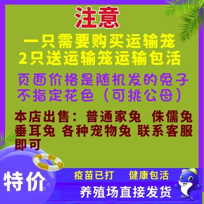 现货兔子活物家兔茶杯侏儒安哥拉垂耳道奇小型宠物白兔活体迷你长