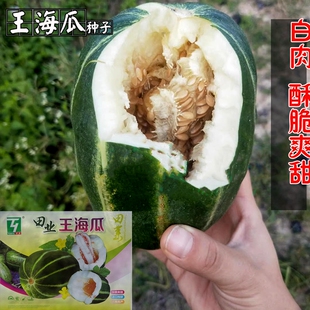 王海瓜种子超甜高糖水果脆瓜种子超甜王海瓜甜瓜种孑三白瓜香瓜籽