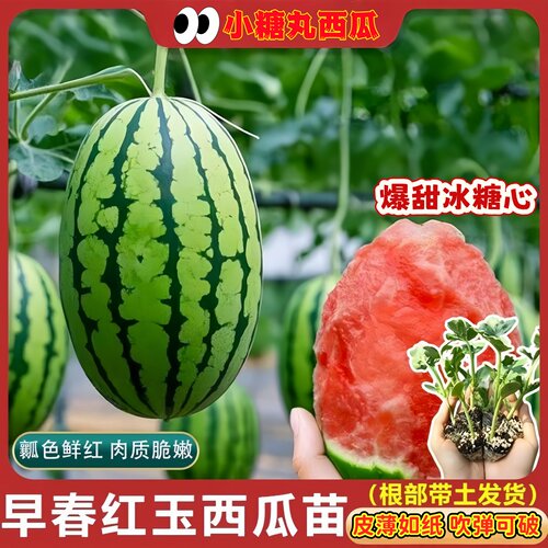 西瓜苗带土小糖丸西瓜苗秧皮薄沙瓤耐裂超甜吊瓜礼品水果西瓜苗子