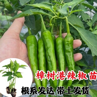 樟树港辣椒苗辣椒苗秧苗四季高产正宗湖南本土辣椒苗子原种辣椒苗