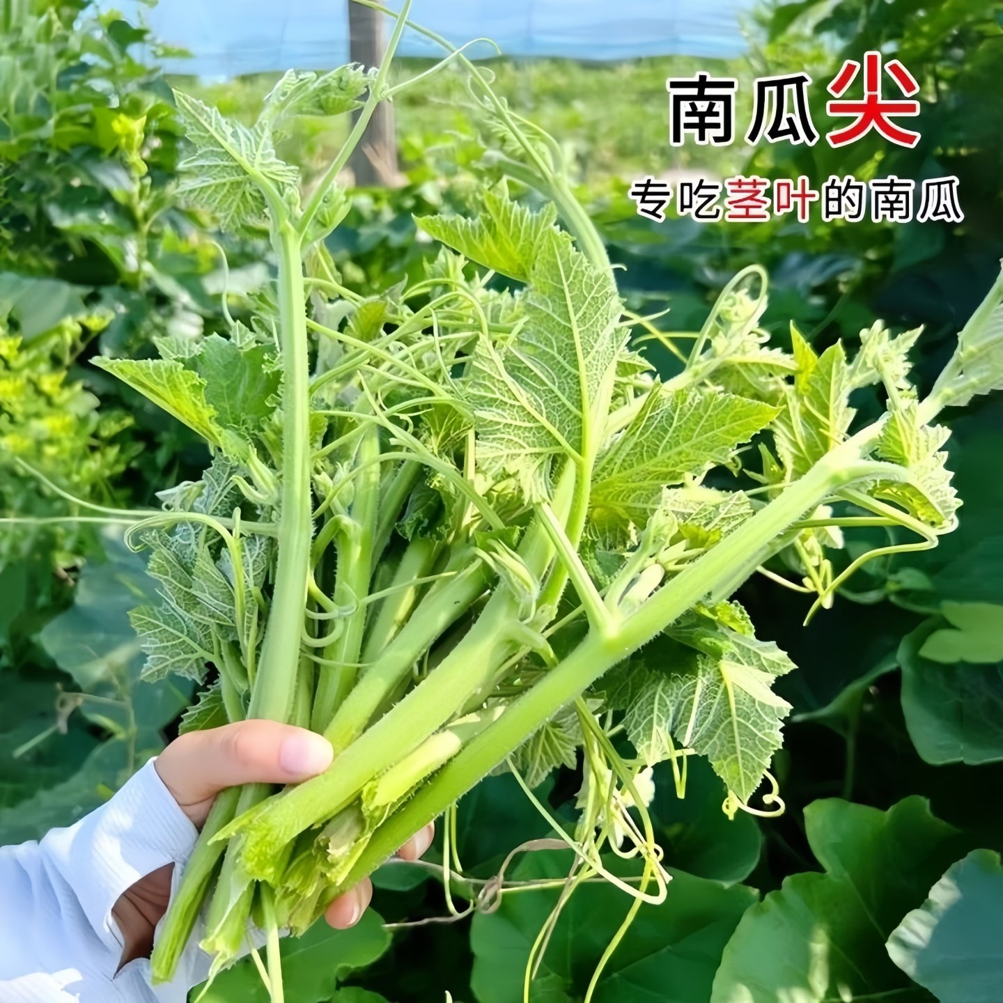脆嫩南瓜苗南瓜尖秧苗专吃茎叶苗春季南瓜藤苗种子孑四季蔬菜种籽,鲜花速递/花卉仿真/绿植园艺,种苗/半成品盆栽,淘宝优惠券,粉丝福利购,淘宝优惠卷