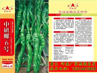 中研螺六号陇椒类型种子果长辣椒籽种高抗病高产坐果集中陇椒种孑