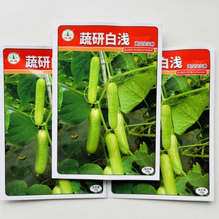 白黄瓜种子早熟丰产果实甜脆耐寒抗病性佳蔬研白绿二号白浅黄瓜籽