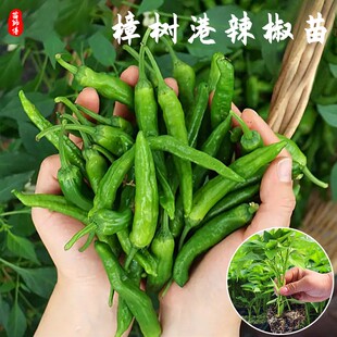 湖南正宗樟树港辣椒苗香辣皱皮椒秧苗新鲜特辣衡东黄贡椒苗子带土