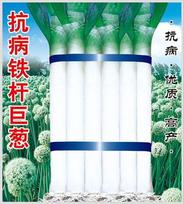 拯农抗病铁杆巨葱种子优质大葱种