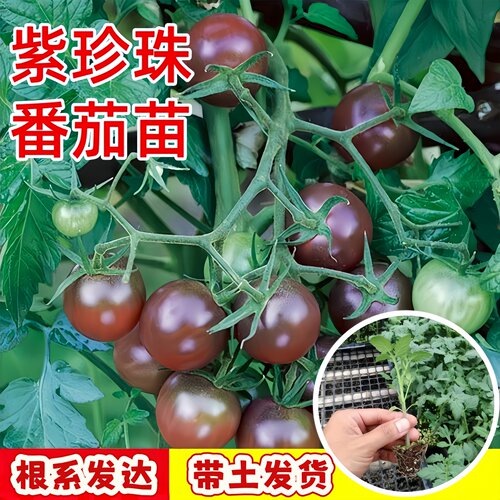 黑珍珠番茄苗秧苗农家紫玉小西红柿幼苗带土四季盆栽非转基因菜苗