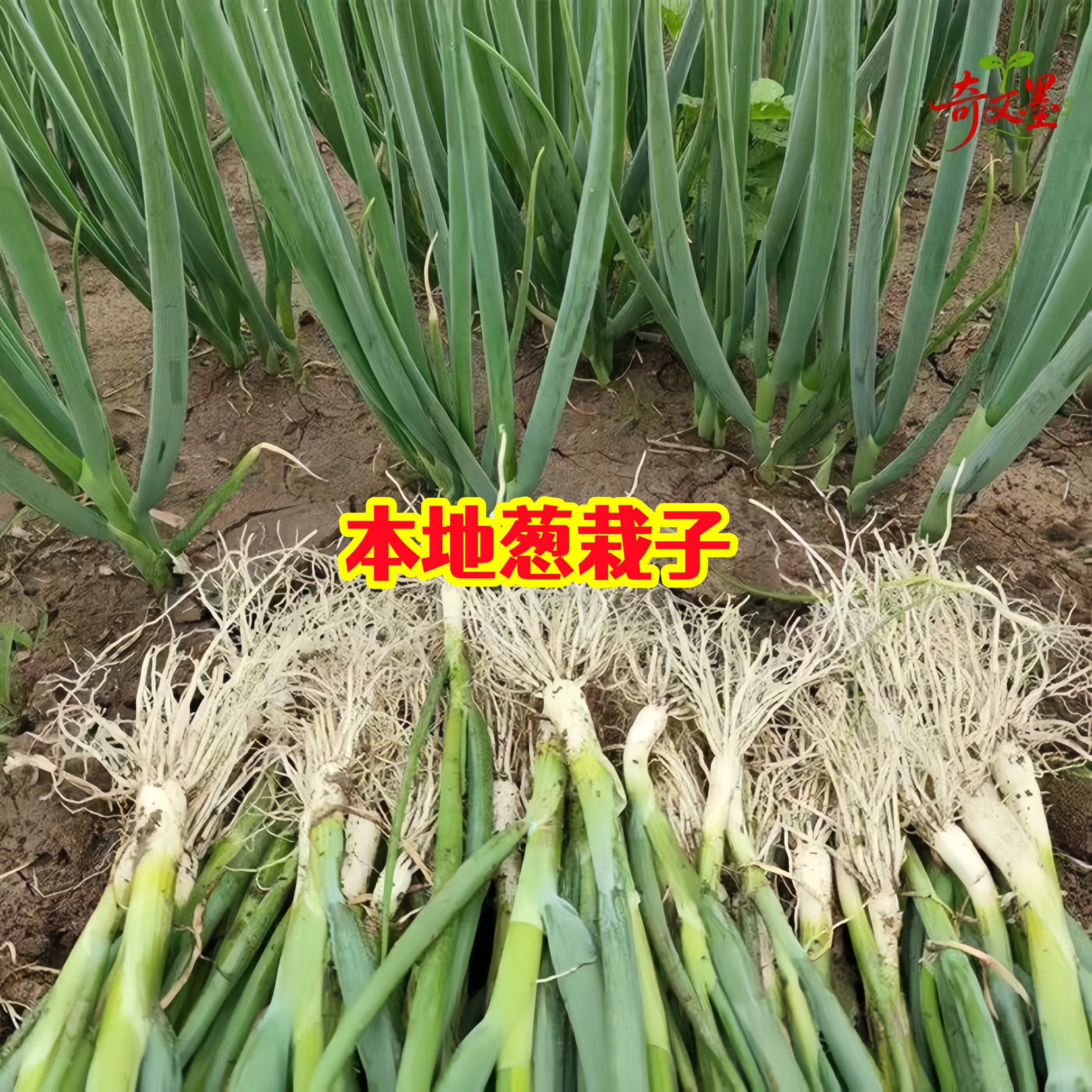 铁杆大葱苗子秧苗栽子新鲜四季葱苗高产山东大葱苗山东章丘四季种