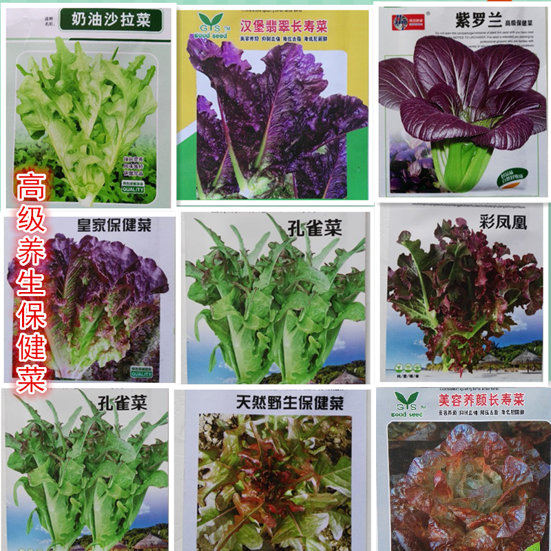 四季保健菜种籽海棠苦丁菜咖啡菜奶油汉堡菜苗营养菜种籽蔬菜种子