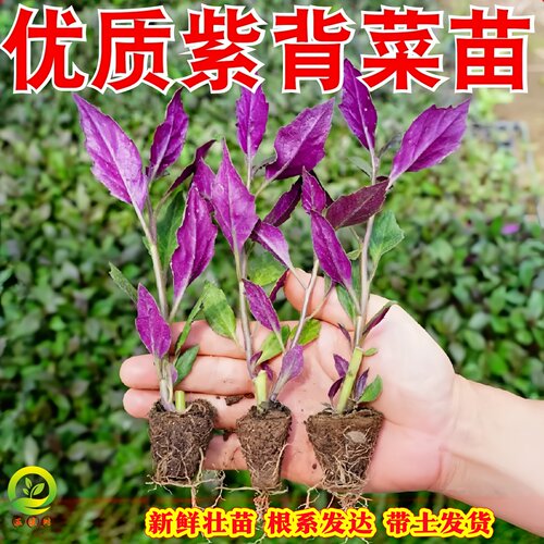 新鲜紫背菜苗带土时令蔬菜四川农家观音菜血皮菜紫背天葵菜秧苗